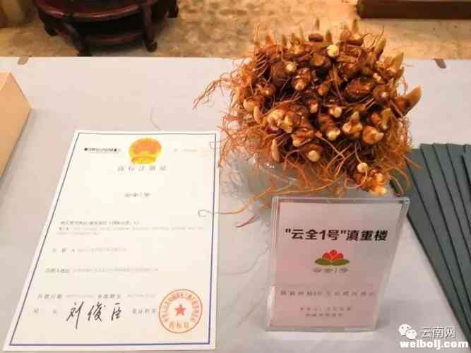 丽江滇重楼、云木香入选云南“10大名药材” (1).jpg