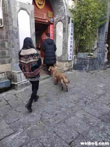 放任爱犬在古城玉河嬉戏，主人被罚500元！ (1).jpg