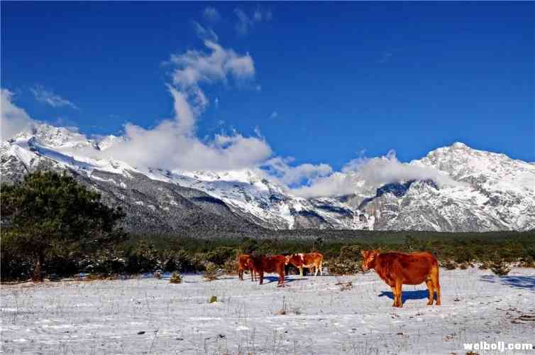 攀一座山，追一个梦，让我们梦回玉龙雪山！