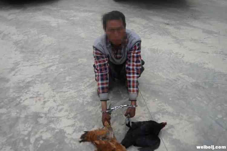 宁蒗“黄鼠狼”偷鸡 华坪“灰太狼”偷羊被判刑又罚款 (3).jpg