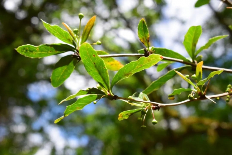 爬遍玉龙雪山角角落落，他们用行动守护生物多样性 (3).jpg