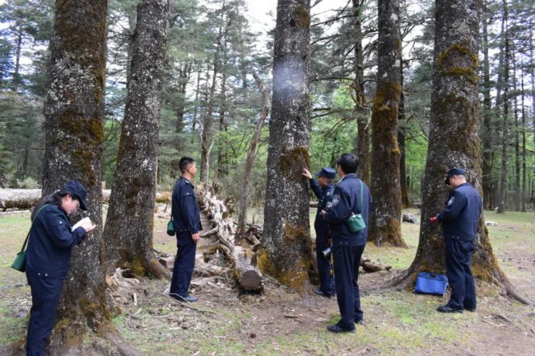 爬遍玉龙雪山角角落落，他们用行动守护生物多样性 (4).jpg