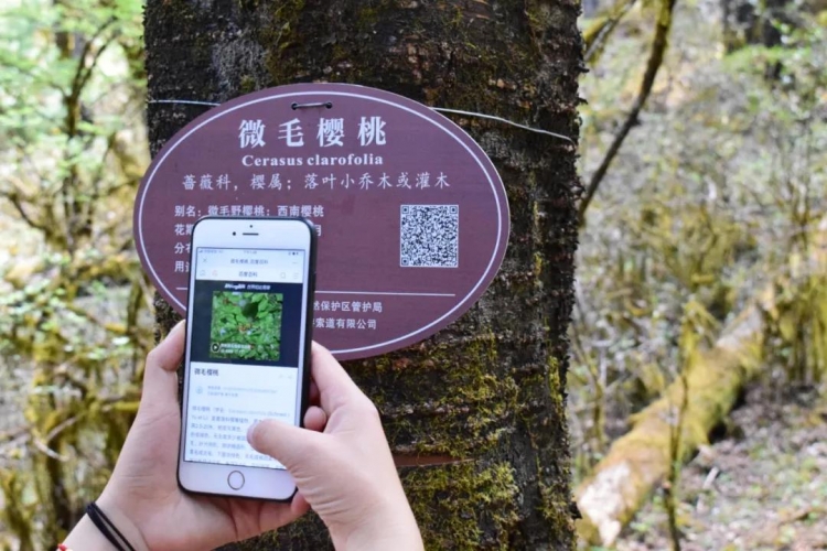 爬遍玉龙雪山角角落落，他们用行动守护生物多样性 (5).jpg