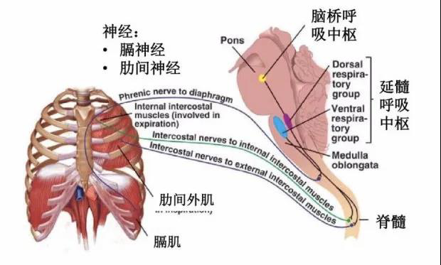 丽江市人民医院呼吸内科引进体外膈肌起搏器 (1).png