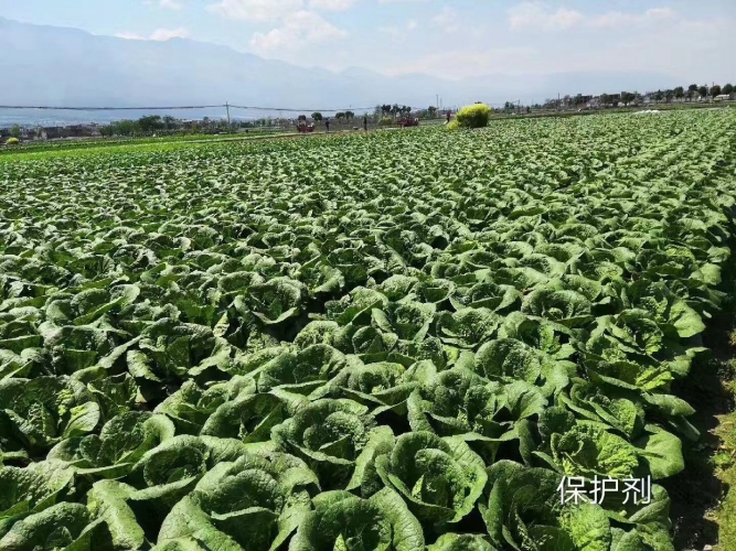 丽江：生态农业建设铸造绿色梦 (2).jpg