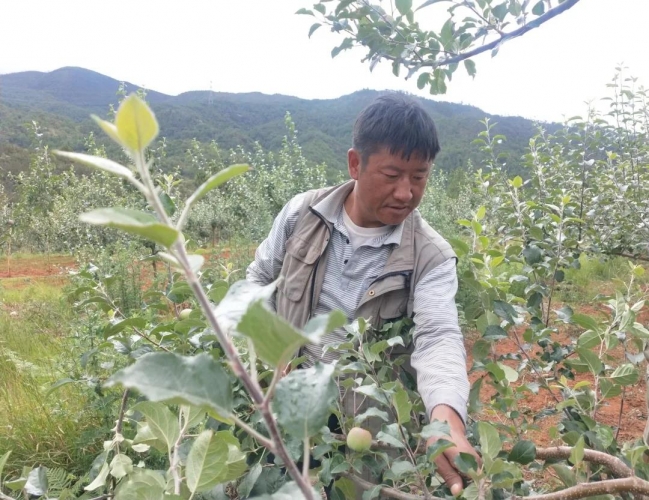 苹果种的好也能到北京领奖 这位纳西汉子做到了 (2).jpg
