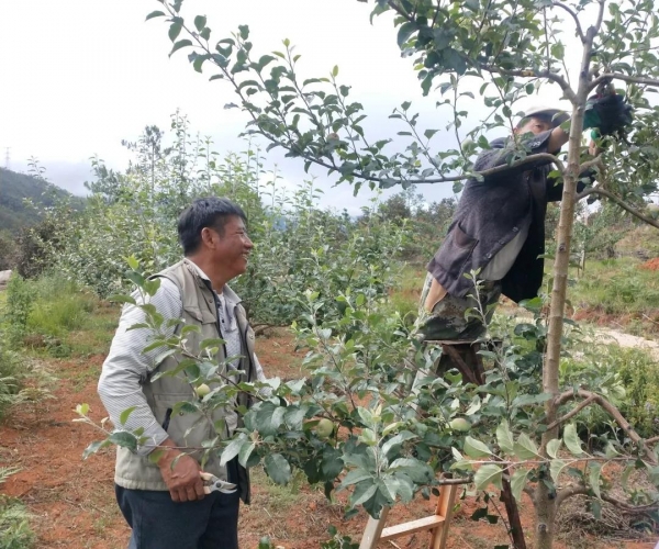 苹果种的好也能到北京领奖 这位纳西汉子做到了 (5).jpg