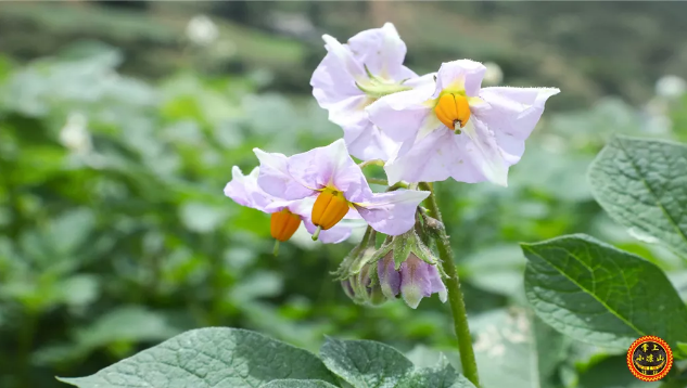 宁蒗牦牛坪洋芋花“开成海”，脱贫后百姓笑脸胜过洋芋花开！ (3).png
