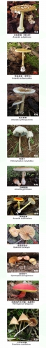 美味背后 “暗藏杀机”，这份权威吃菌手册一定要收藏好！ (5).jpg