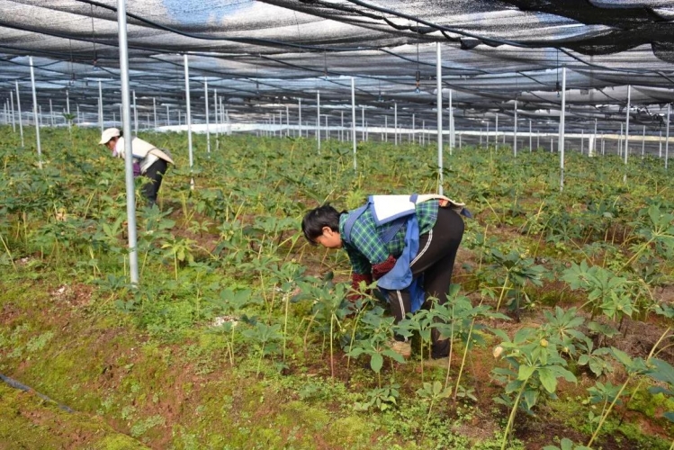 农业农村部领导到丽调研强调，要发挥特色优势、加快推进乡村振兴.jpg