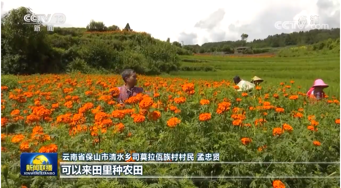 连续三天上了《新闻联播》！云南的小康生活有滋有味 (4).png