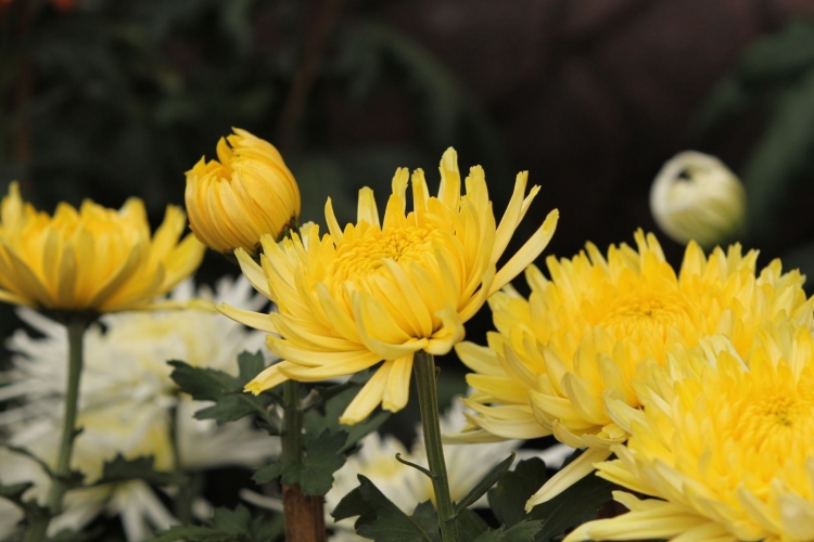 十一黄金周 丽江古城变花海 3万余盆菊花鲜艳夺目 (2).jpg