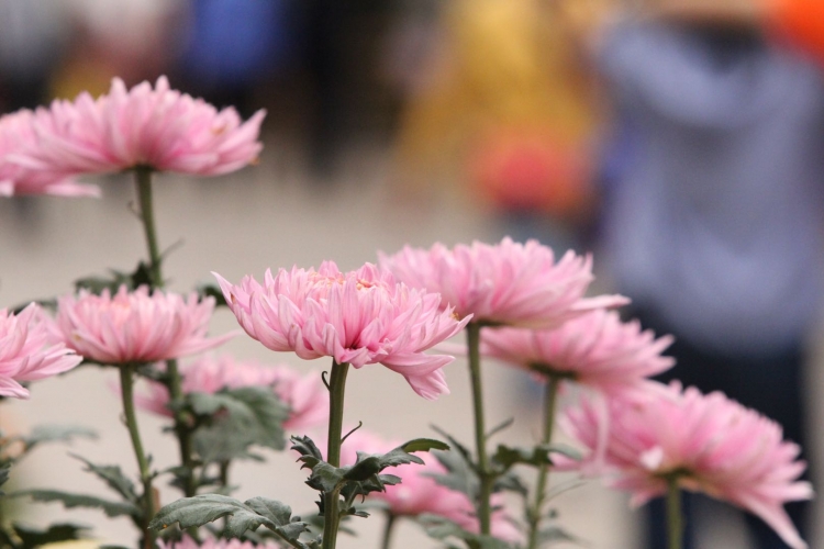 十一黄金周 丽江古城变花海 3万余盆菊花鲜艳夺目 (4).jpg