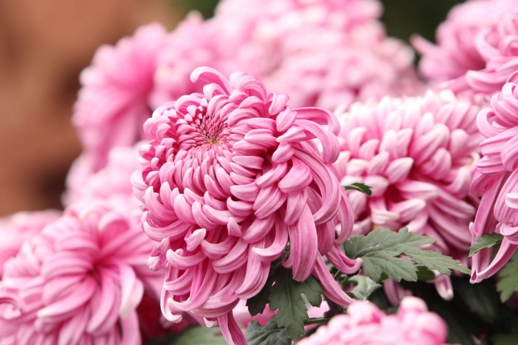 十一黄金周 丽江古城变花海 3万余盆菊花鲜艳夺目 (7).jpg