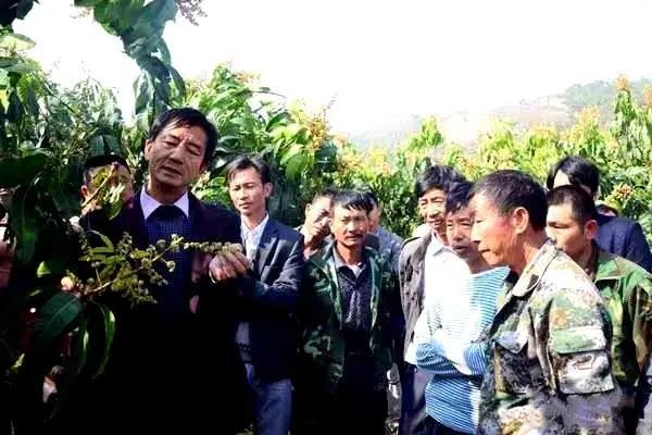 华坪县：产业扶贫筑牢增收根基 绿水青山育出“绿色银行”7.jpg