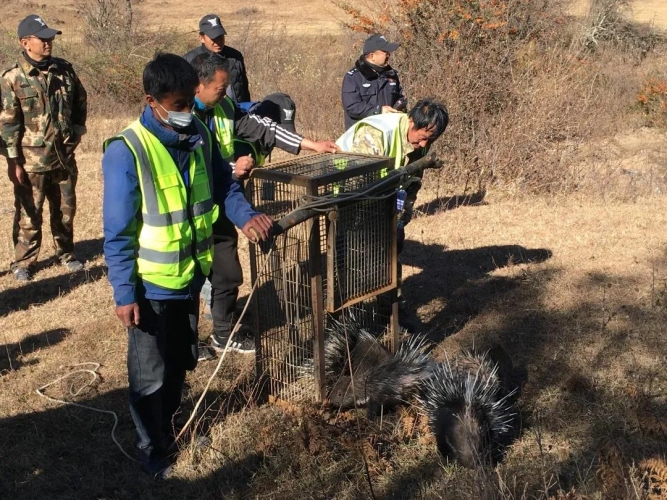 52只野生动物重归大自然，保护野生动物丽江在行动2.jpg