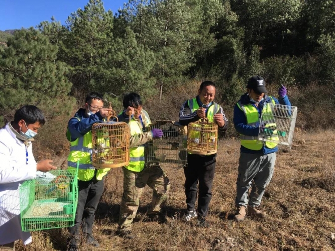 52只野生动物重归大自然，保护野生动物丽江在行动.jpg