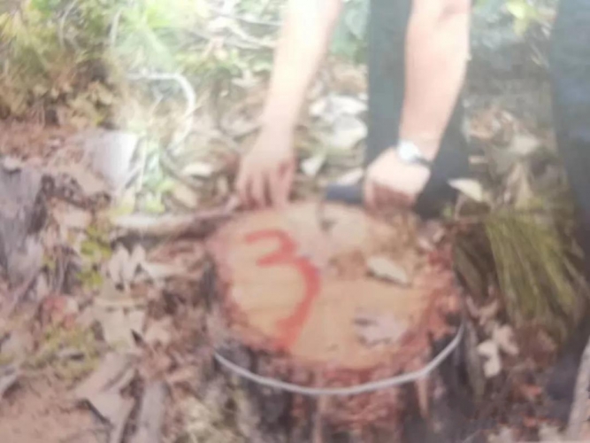 一男子盗伐14棵云南松置换空心砖被判刑，丽江还有多人因盗伐林木着了！2.jpg