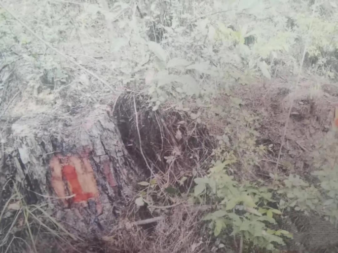 一男子盗伐14棵云南松置换空心砖被判刑，丽江还有多人因盗伐林木着了！.jpg