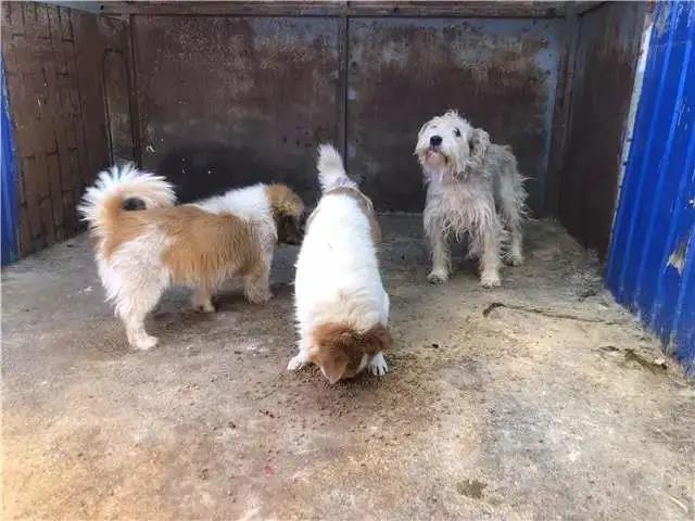 之前狂犬疫苗一针难求！如今我市供应情况如何？ (2).jpg