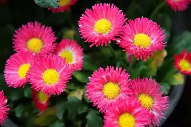 丽江古城：大红灯笼高高挂， 4万盆鲜花迎暖春 (5).jpg
