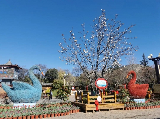 丽江古城：大红灯笼高高挂， 4万盆鲜花迎暖春 (4).jpg