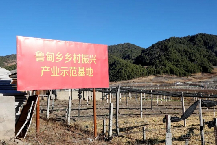 丽江高原特色现代农业发展取得了哪些成效？这些高光时刻值得记录！ (9).jpg