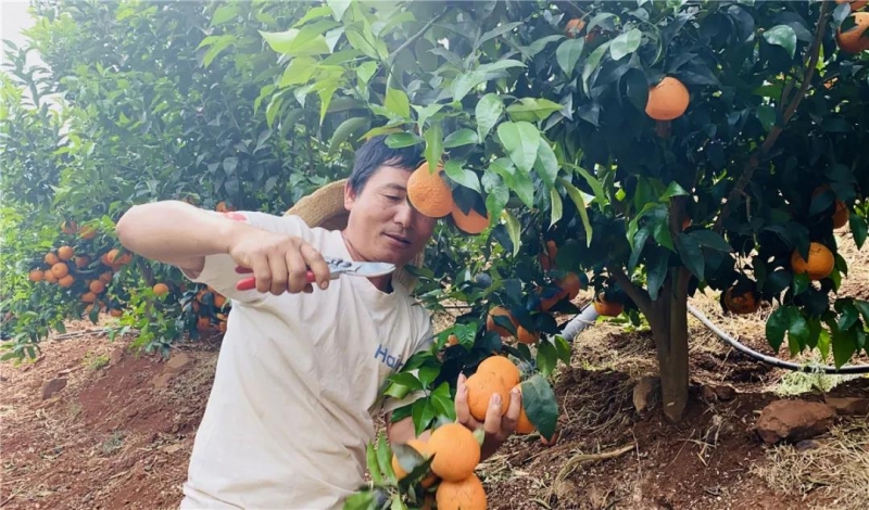 丽江千方百计充盈“米袋子”和“菜篮子”，第一产业增加值达77 (1).jpg
