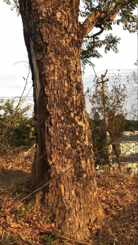 华坪大妈红椿树剥皮给芒果腾地儿 被判处拘役三个月罚款一千元2.jpg