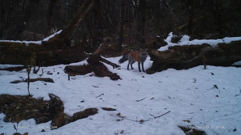 惊喜！猕猴、巨松鼠、麂子…玉龙雪山保护区拍摄到多种珍稀濒危野生动物活动影像 (3).jpg