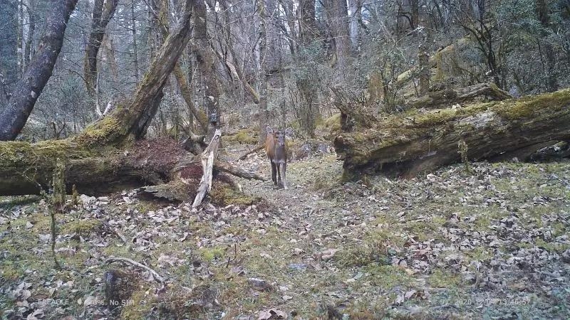 惊喜！猕猴、巨松鼠、麂子…玉龙雪山保护区拍摄到多种珍稀濒危野生动物活动影像 (2).jpg
