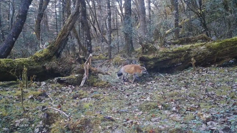 惊喜！猕猴、巨松鼠、麂子…玉龙雪山保护区拍摄到多种珍稀濒危野生动物活动影像 (4).jpg