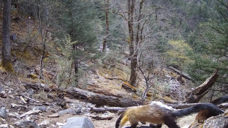 惊喜！猕猴、巨松鼠、麂子…玉龙雪山保护区拍摄到多种珍稀濒危野生动物活动影像 (5).jpg
