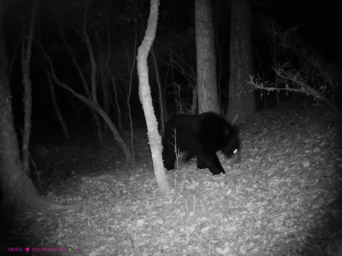 惊喜！猕猴、巨松鼠、麂子…玉龙雪山保护区拍摄到多种珍稀濒危野生动物活动影像 (6).jpg
