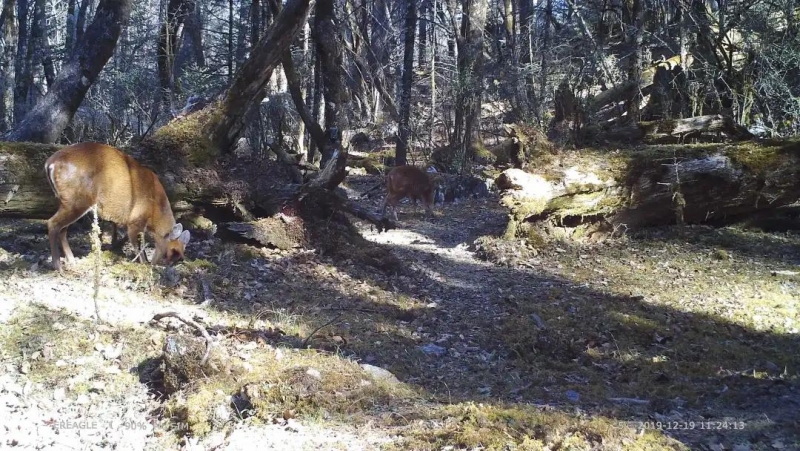惊喜！猕猴、巨松鼠、麂子…玉龙雪山保护区拍摄到多种珍稀濒危野生动物活动影像 (7).jpg