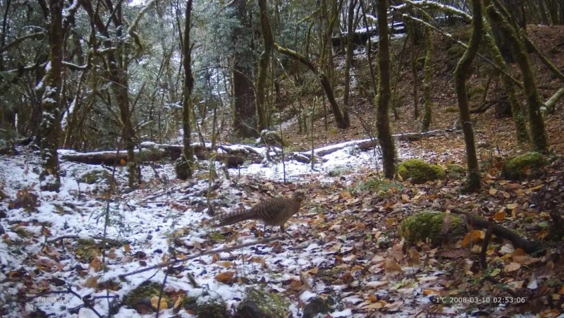 惊喜！猕猴、巨松鼠、麂子…玉龙雪山保护区拍摄到多种珍稀濒危野生动物活动影像 (8).jpg