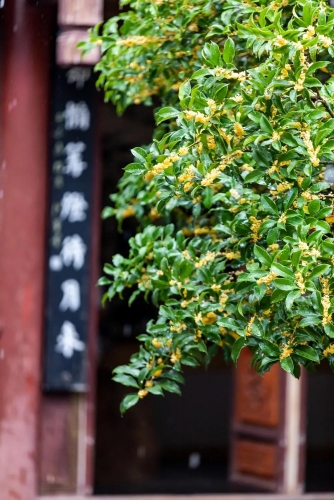 又美又香！丽江古城满城桂花飘香惹人醉4.jpg