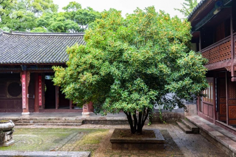 又美又香！丽江古城满城桂花飘香惹人醉12.jpg