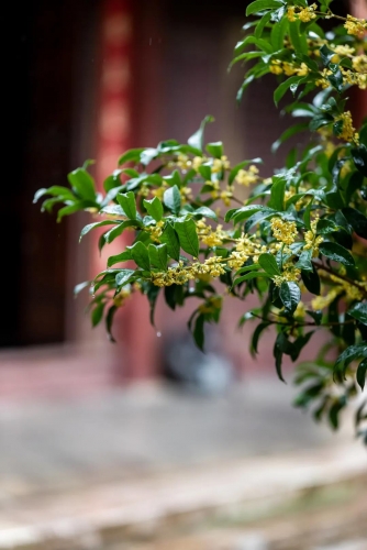 又美又香！丽江古城满城桂花飘香惹人醉13.jpg