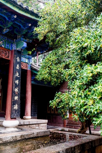 又美又香！丽江古城满城桂花飘香惹人醉18.jpg