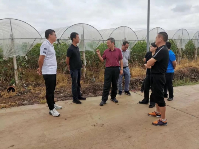 市政协副主席胡革红到永胜调研现代农业建设情况.jpg