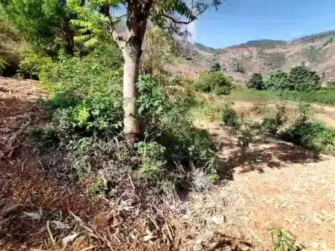 因地里生长的树挡光将其剥皮却被抓，真相原来是这样的……3.jpg
