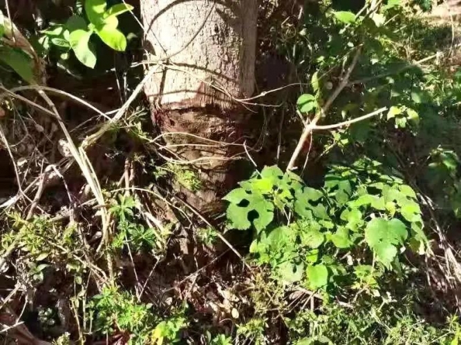 因地里生长的树挡光将其剥皮却被抓，真相原来是这样的……2.jpg