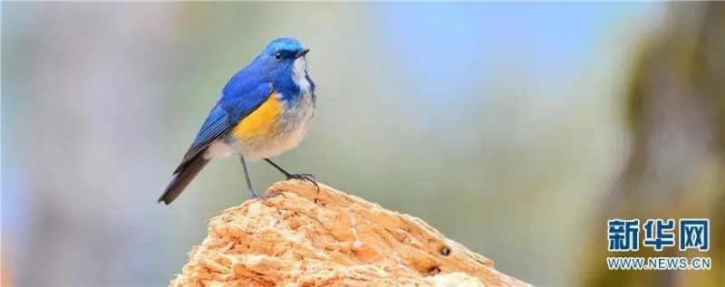 来丽江吧！游走在青山绿水间，遇见生物多样性之美