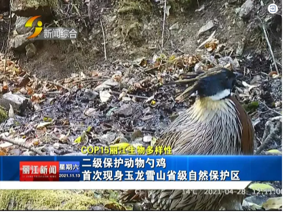 二级保护动物勺鸡首次现身玉龙雪山省级自然保护区