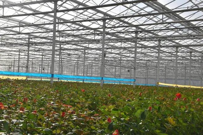 丽江将建设滇西北野生植物基因库