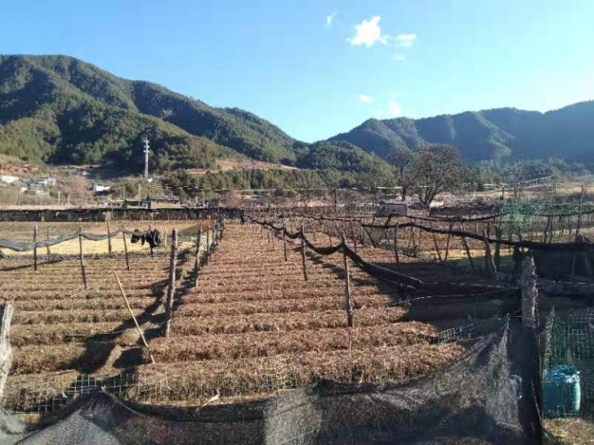 鲁甸乡：点面结合强化示范引领，助推乡村振兴