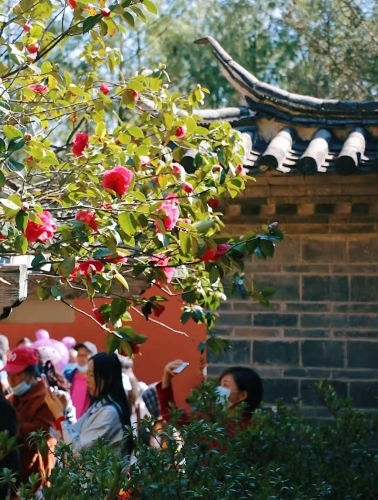 踏青 赏花 逛庙会……丽江人“三多节”仪式感满满 (6).jpg