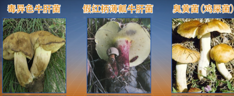 5.食菌须谨慎  小心防中毒