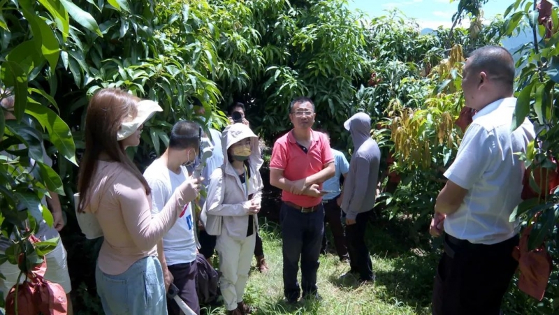 果商组团到华坪县考察芒果产业